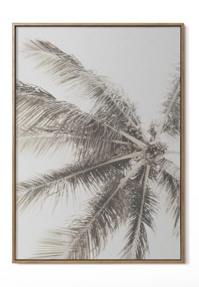 Palmera 1