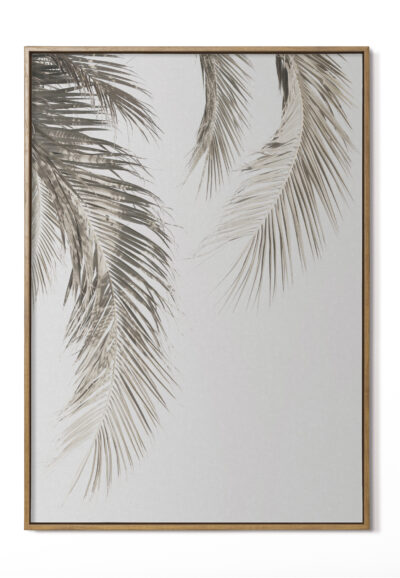 Palmera 2