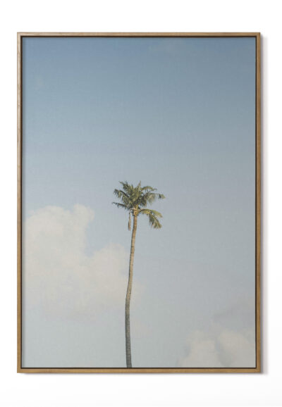 Palmera Luis