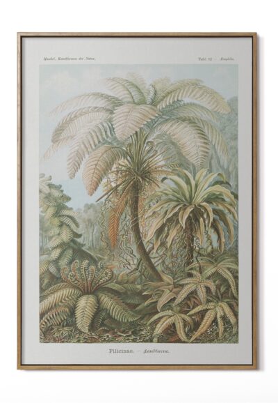 Palmera Vintage