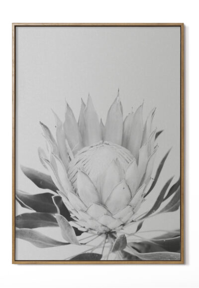 Protea 1