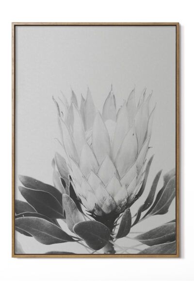 Protea 2