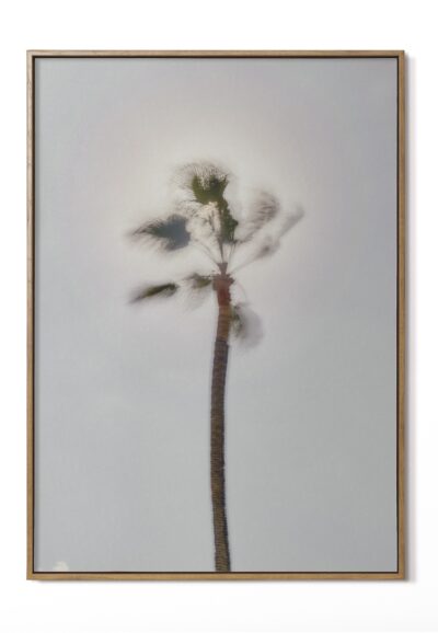 Viento